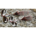 Esox Tiger Tail